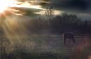 horse in sunset - marc gallant