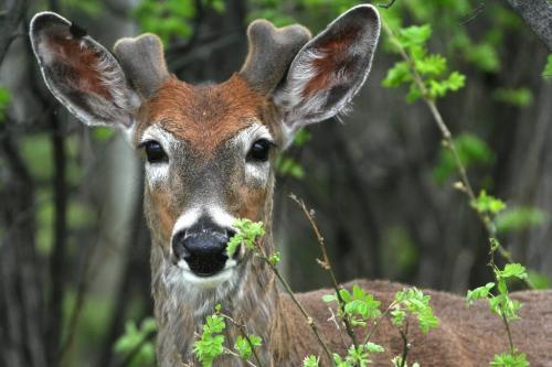 Marc Gallant / Winnipeg Free Press.  Local- (Standup Photo). Watcher in the woods. A young deer peers from the forest while eating leaves by Cricket Drive in Assiniboine Park. A group of eight deer were seen in the park. 060508.
