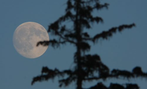 Brandon Sun The nearly full-moon rises in the eastern sky behind the silhouette of a tall spruce tree on the grounds of the Keystone Centre on Sunday afternoon. (Bruce Bumstead/Brandon Sun)