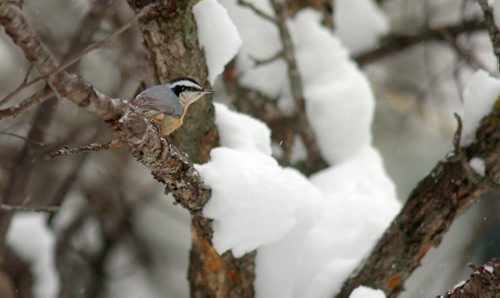 Brandon Sun A red-breasted nuthatch sits perched in a tree during Tuesday's Christmas bird count near Riding Mountain National Park. (Bruce Bumstead/Brandon Sun)