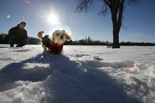 December 28, 2010 - 101228  -   Glen Denhard and his Juno enjoy the mild temperatures and hit the walking trails at Assiniboine Park on Tuesday, December 28, 2010. John Woods / Winnipeg Free Press