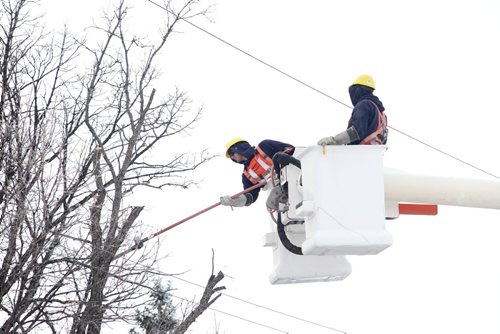 Brandon Sun 05012011 Manitoba hydro workers prune trees with branches hanging over power lines on Braecrest Drive on a crisp Wednesday afternoon. (Tim Smith/Brandon Sun)