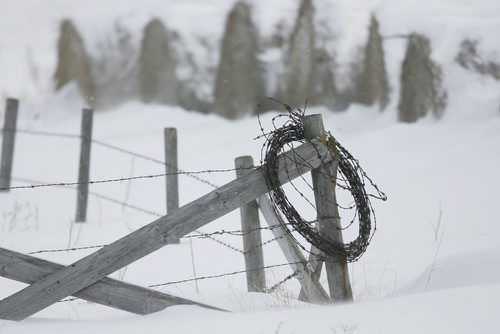 January 07, 2011 - 110107  -  Snow falls as some barbed wire hangs on a fence post just off of highway 216 Friday, January 07, 2011.    John Woods / Winnipeg Free Press