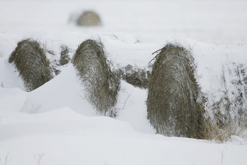 January 07, 2011 - 110107  -  Snow falls on some bails of hay just off of highway 216 Friday, January 07, 2011.    John Woods / Winnipeg Free Press