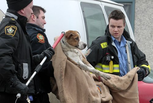 MIKE.DEAL@FREEPRESS.MB.CA 110205 - Saturday, February 05, 2011 - Fire crews and animal control officers were called to help a dog that became trapped under a van on Sargent Avenue after the dog was hit by another vehicle. The dog was taken to the Humane Society to determine the extent of its injuries. MIKE DEAL / WINNIPEG FREE PRESS