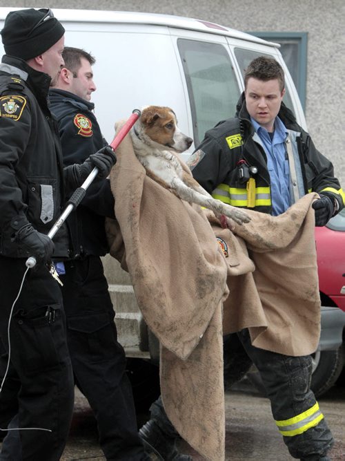 MIKE.DEAL@FREEPRESS.MB.CA 110205 - Saturday, February 05, 2011 - Fire crews and animal control officers were called to help a dog that became trapped under a van on Sargent Avenue after the dog was hit by another vehicle. The dog was taken to the Humane Society to determine the extent of its injuries. MIKE DEAL / WINNIPEG FREE PRESS