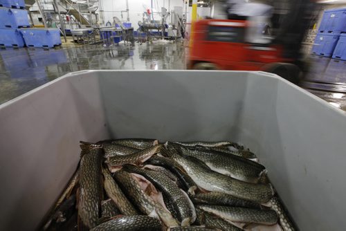 Winnipeg, Manitoba -  Northern Pike sit in a tub in the receiving area at the Freshwater Fish Marketing Corporation in Winnipeg Thursday, February 10, 2011.   (John Woods/Winnipeg Free Press)
