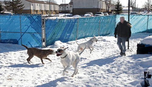 MIKE.DEAL@FREEPRESS.MB.CA 110224 - Thursday, February 24, 2011 - James and his wife Anngylla Aisaican-Chase applied for an excess animal permit last fall so they could dogsit their children's three dogs when they are away. See Jen Skerritt story MIKE DEAL / WINNIPEG FREE PRESS