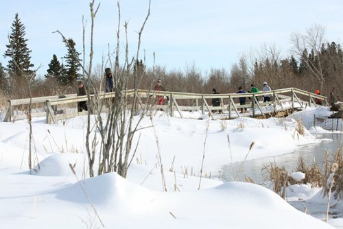 Brandon Sun Cubs cross a small footbridge during an afternoon of snowshoeing along the edge of Clear Lake. (Bruce Bumstead/Brandon Sun)