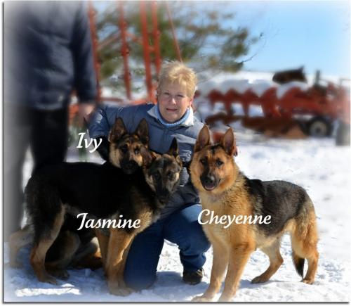 Micheline  Carstairs took photos of the German Shepherds and sent them to you. If you need to credit photos, it is to her. It is Alma Medwid in the photos with the dogs. Swan Valley Animal Protection League - for winnipeg free press