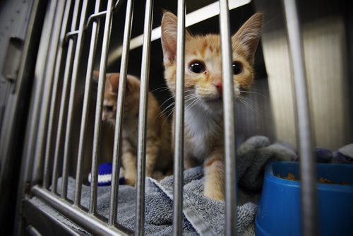 Winnipeg, Manitoba - 110331 -  Cats in cages at the Humane Society in Winnipeg on Thursday, March 31, 2011.   (JOHN.WOODS@FREEPRESS.MB.CA)