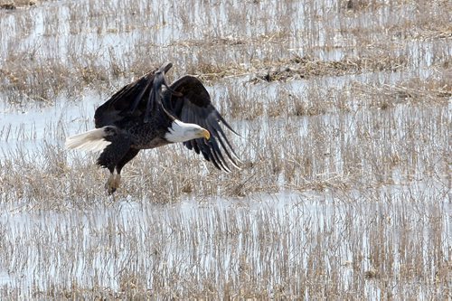 Brandon Sun A bald eagle takes flight from a water-logged field west of Brandon on Tuesday afternoon. (Bruce Bumstead/Brandon Sun)