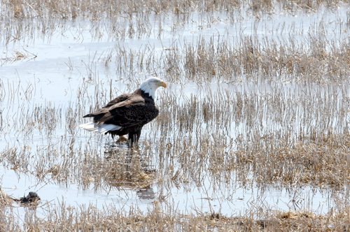 Brandon Sun A bald eagle wades through a water-logged field west of Brandon on Tuesday afternoon. (Bruce Bumstead/Brandon Sun)