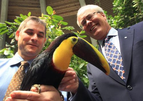 JOE.BRYKSA@FREEPRESS.MB.CALocal- ( See Mary Agnes Story)-   The Assiniboine Park Conservancy (APC) opened the doors to Toucan Ridge with a opportunity to see the new creatures that live there including its star attraction the Toucan - Here Asinniboine Zoo director Tim Sinclair-Smith, left, shows Hartley Richardson, Chair of  (APC) the new star- Toucan Ridge is a 3.1 Million dollar  rebirth of the Assiniboine Park Zoo's Tropical House- The new exhibit features free flight birds, animals and plants from Central and South America- Toucan Village will be open to the public on Apr 20, 2011- JOE BRYKSA/WINNIPEG FREE PRESS- Apr 19, 2011