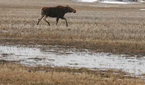 Brandon Sun A moose wanders through a water-logged field along Highway 10 south of the Brandon Hills on Tuesday morning. (Bruce Bumstead/Brandon Sun)