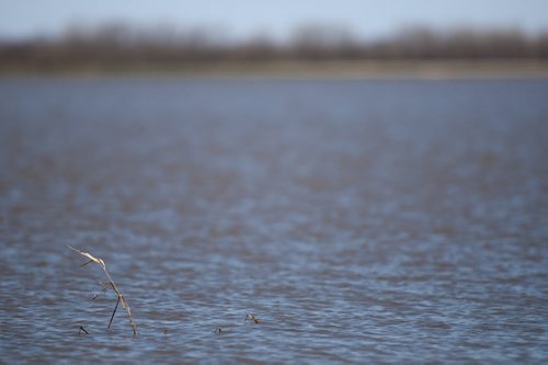 David Lipnowski / Winnipeg Free Press (May 15, 2011) Fields are slowly being consumed by flood waters from the Hoop and Holler Bend where officials breached the dike Saturday to eleviate pressure on the Assiniboine River as seen Sunday.