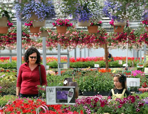 Brandon Sun Sannette Engelbrecht and her daughter Sannelle look over flowers at the Green Spot nursery, Thursday afternoon. Yesterday was the first day of business for the east end nursery after being closed due to recent flooding. (Colin Corneau/Brandon Sun)