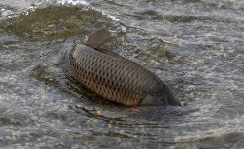 JOE.BRYKSA@FREEPRESS.MB.CA Delta Beach, Manitoba-   Large carp swim on flooded road on  East   Delta Beach Thursday . High winds that whipped up the flooded Lake Manitoba Tuesday afternoon destroyed many cottages and homes in the area- JOE BRYKSA/WINNIPEG FREE PRESS- June 02, 2011