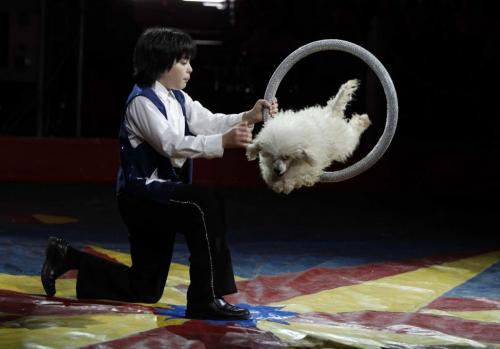 BORIS.MINKEVICH@FREEPRESS.MB.CA   BORIS MINKEVICH / WINNIPEG FREE PRESS 110603 Royal Canadian Circus Show. Grant Park Mall parking lot. The jumping and dancing poodle part of the show.