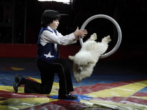 BORIS.MINKEVICH@FREEPRESS.MB.CA   BORIS MINKEVICH / WINNIPEG FREE PRESS 110603 Royal Canadian Circus Show. Grant Park Mall parking lot. The jumping and dancing poodle part of the show.