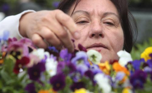 MIKE.DEAL@FREEPRESS.MB.CA 110604 - Saturday, June 04, 2011 -  Verona Cihi-Cingel has a look at some flowers for sale while at the opening day of the St. Norbert Farmer's Market. MIKE DEAL / WINNIPEG FREE PRESS