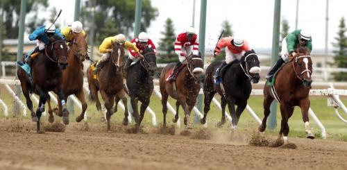 BORIS.MINKEVICH@FREEPRESS.MB.CA   BORIS MINKEVICH / WINNIPEG FREE PRESS 110612 The Free Press stakes at the Assiniboia Downs.  far right #5 horse named Bobadieu with jockey Mark Anderson win the race.