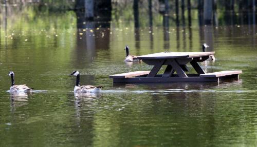 Victoria Park and its campground in Souris, Manitoba are underwater and closed because of high water from the Souris River and Plum Creek and are expected to remain closed for a good part of the summer-Here Canada geese swim in  recreational that is flooded- Melisa Martin story - June 29  2011   (JOE BRYKSA / WINNIPEG FREE PRESS)