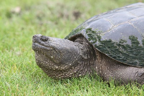 Brandon Sun A large snapping turtle made its way up from the Assininoine River to lay its egg near the Wheat City Golf Course pro shop on Thursday morning. (Bruce Bumstead/Brandon Sun)