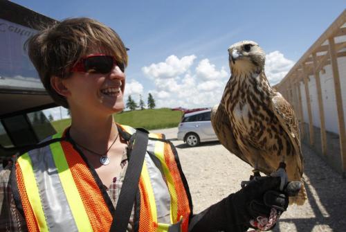 Pacific Northwest Raptors trainer Bryony Griffiths with one of the falcons that scare off sea gulls at the Brady Landfill garbage dump. July 7, 2011 (BORIS MINKEVICH / WINNIPEG FREE PRESS) 110707