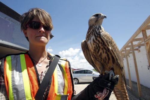 Pacific Northwest Raptors trainer Bryony Griffiths with one of the falcons that scare off sea gulls at the Brady Landfill garbage dump. July 7, 2011 (BORIS MINKEVICH / WINNIPEG FREE PRESS) 110707