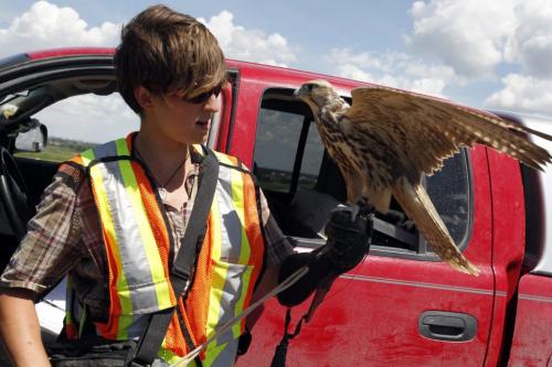 Pacific Northwest Raptors trainer Bryony Griffiths with one of the falcons that scare off sea gulls at the Brady Landfill garbage dump. July 7, 2011 (BORIS MINKEVICH / WINNIPEG FREE PRESS) 010707