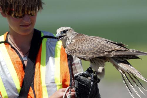Pacific Northwest Raptors trainer Bryony Griffiths with one of the falcons that scare off sea gulls at the Brady Landfill garbage dump. July 7, 2011 (BORIS MINKEVICH / WINNIPEG FREE PRESS) 010707