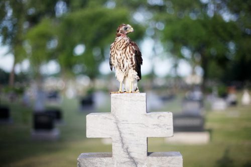 Brandon Sun 19072011 A young hawk sits atop a headstone at the Brandon Municipal Cemetary on Tuesday evening. A family of four young hawks and at least one adult have been living among the gravestones as the youngsters learn how to fly. (Tim Smith/Brandon Sun)