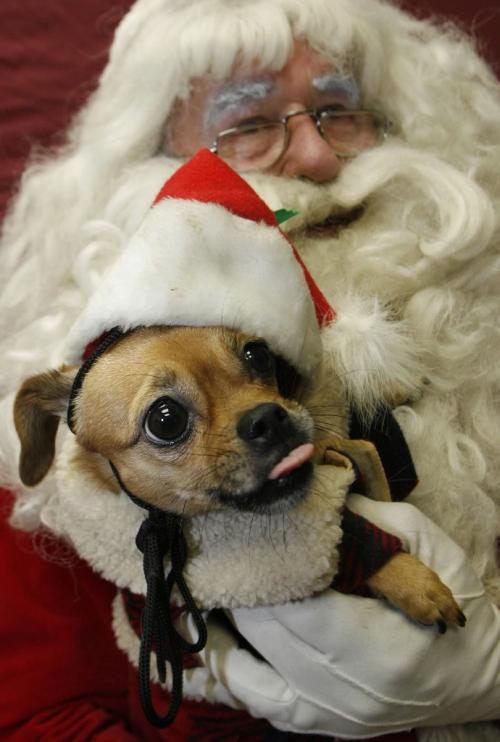 John Woods / Winnipeg Free Press / November 26, 2006 - 061126  - Four year old Daisy Mae visits Santa at the annual Santa Paws at the Pet Valu in Grant Park Mall Sunday Nov 26/06.    All proceeds go to the Winnipeg Humane Society. The owner of the dog Daisy Mae with Santa is Terry Rutherford.
