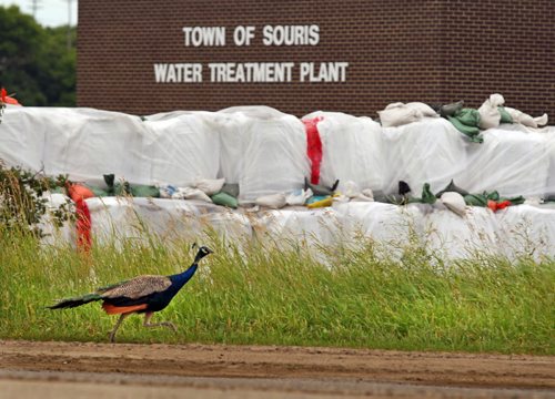 Brandon Sun One of Souris' iconic peacocks dashes past a row of sandbags set up to protect the town's water treatment plant along the Souris River, Tuesday afternoon. Like Brandon before it, Souris has plenty of evidence of a fierce flood flight remaining after the river crested on July 6. (Colin Corneau/Brandon Sun)