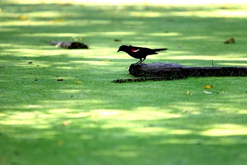 A bird sits on a log in stagnant water covered in green algae on a cottage lot at Twin Beaches.  .  Saturday Special, Follow-up on Manitoba 2011 Flood by Melissa Martin. July 27, 2011 (RUTH BONNEVILLE / WINNIPEG FREE PRESS)