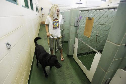 Volunteer Rachel Kendall takes Nora, who has been at the city pound since May for a walk Friday, July 29, 2011.  John Woods/Winnipeg Free Press