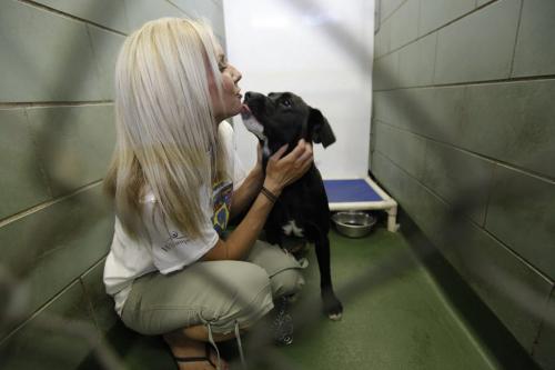 Volunteer Rachel Kendall plays with Poppy in her kennel at Winnipeg Animal Services Friday, July 29, 2011.  John Woods/Winnipeg Free Press