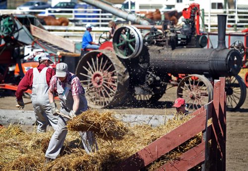 Brandon Sun Preston James takes part in a stooking competition, Friday afternoon at the Austin Threshermens' Reunion. Stooking is gathering wheat in bunches to ready it for threshing in steam powered machines on farms a century or so past. (Colin Corneau/Brandon Sun)