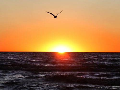 A bird soars above the waves into the setting sun at Grand Beach over the August long weekend as another beautiful day comes to an end.  2011 (RUTH BONNEVILLE / WINNIPEG FREE PRESS)