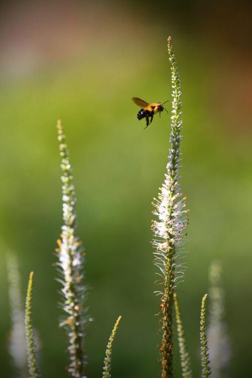 A bee lands on some Veronicastrum in the English Garden at Assiniboine Park in Winnipeg Friday, August 5, 2011.  John Woods/Winnipeg Free Press