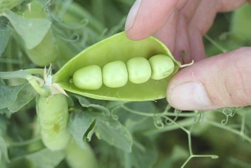 pea farm credit Saskatchewan Pulse Growers - for murray mcneill story winnipeg free press