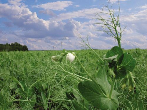 pea farm - must credit Pulse Canada - for murray mcneill story winnipeg free press