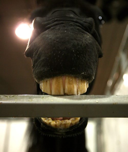 Brandon Sun An Arabian horse chews on a bar on its enclosure, Friday afternoon at the Keystone Centre. The facility plays host starting Monday to the Arabian Horse Federation's Arabian & Half-Arabian Championship Horse Show, bringing competitors from across North America to Brandon. (Colin Corneau/Brandon Sun)