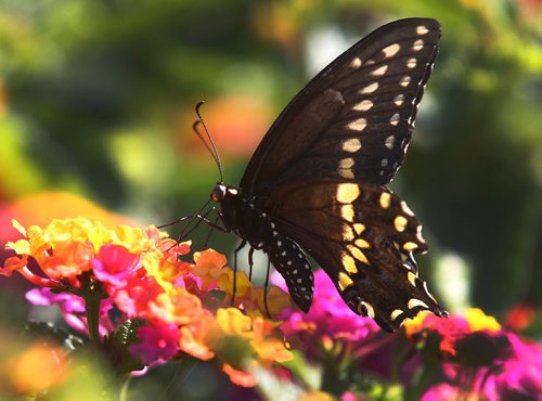 A black swallowtail butterfly land on Lantana flowers Sunday morning at the Assiniboine Park English Gardens- standup photo  August 14, 2011   (JOE BRYKSA / WINNIPEG FREE PRESS)