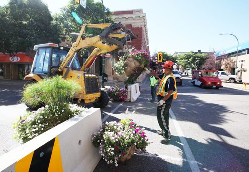 Brandon Sun 17082011 Workers with the City of Brandon install potted plants and flower baskets on Rosser Ave. between 9th St. and 10th St. on Wednesday morning as the downtown pedestrian mall is prepared to be opened to the public.  (Tim Smith/Brandon Sun)