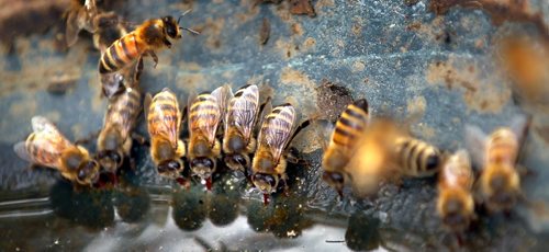 A row of honeybees lap up water with red tongues from a birdfeeder near Jim Campbell's bee yard Tuesday. See Aldo Santin tale... Aug 23, 2011 - (Phil Hossack / Winnipeg Free Press)