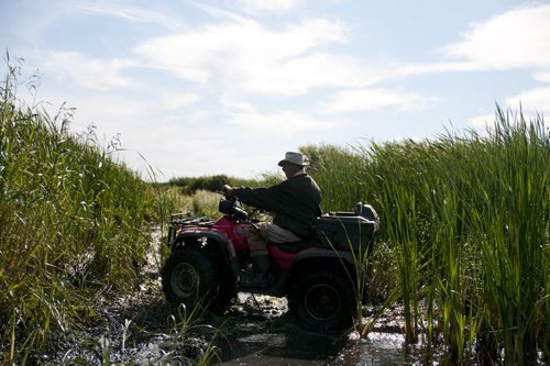 Dennis Anderson drives his ATV through wetlands in the marsh where he and his brother, Jim, grew up, in Libau-Netley, Manitoba. The marsh has been flooded by water flowing in from Lake Winnipeg. Story by Bartley Kives. August 22, 2011. (HADAS PARUSH / WINNIPEG FREE PRESS)