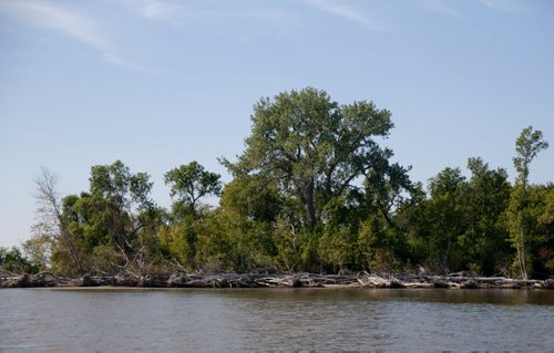 Trees along the shores of Winnipeg near the Libau-Netley wetlands indicate the rising water levels of the lake.  Jim and Dennis Anderson can recall the beaches they frequented as kids growing up in the area that have now disappeared under water. Story by Bartley Kives. August 22, 2011. (HADAS PARUSH / WINNIPEG FREE PRESS)