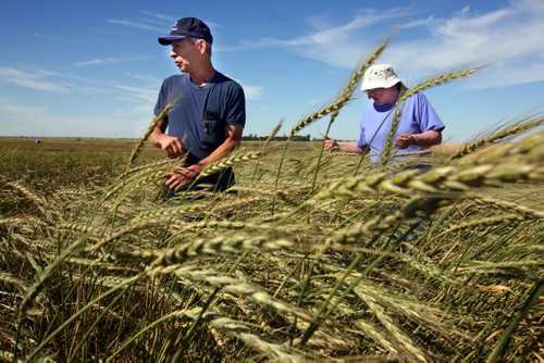 Brandon Sun Larry and Pat Pollack grow spelt wheat for the local market on their organic farm north of Brandon. Spelt is an ancient grain variety with advantages in bread-making for people who normally have bread allergies. FOR BILL REDEKOP FEATURE (Colin Corneau/Brandon Sun)
